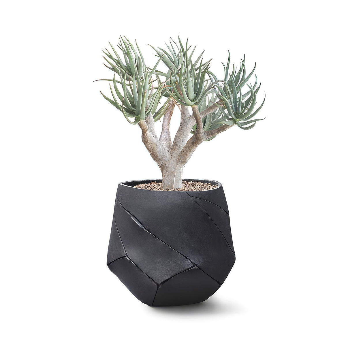 Indigenus Bhaca by Andile Dyalvane. A succulent plant with gray trunk and green leaves sits in a modern black geometric pot.