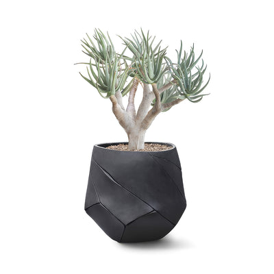 Indigenus Bhaca by Andile Dyalvane. A succulent plant with gray trunk and green leaves sits in a modern black geometric pot.