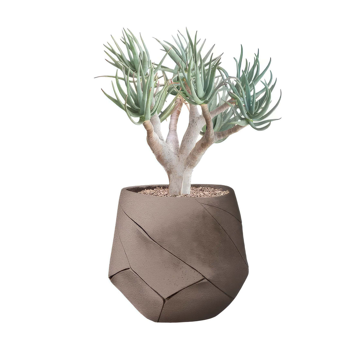 Indigenus Bhaca by Andile Dyalvane. A succulent plant with pale green leaves sits in a textured gray concrete pot.