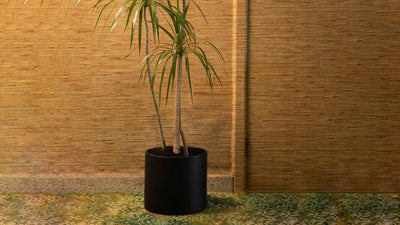 Large Black / Desktop / Model One Ceramic Planter by Monstruosus