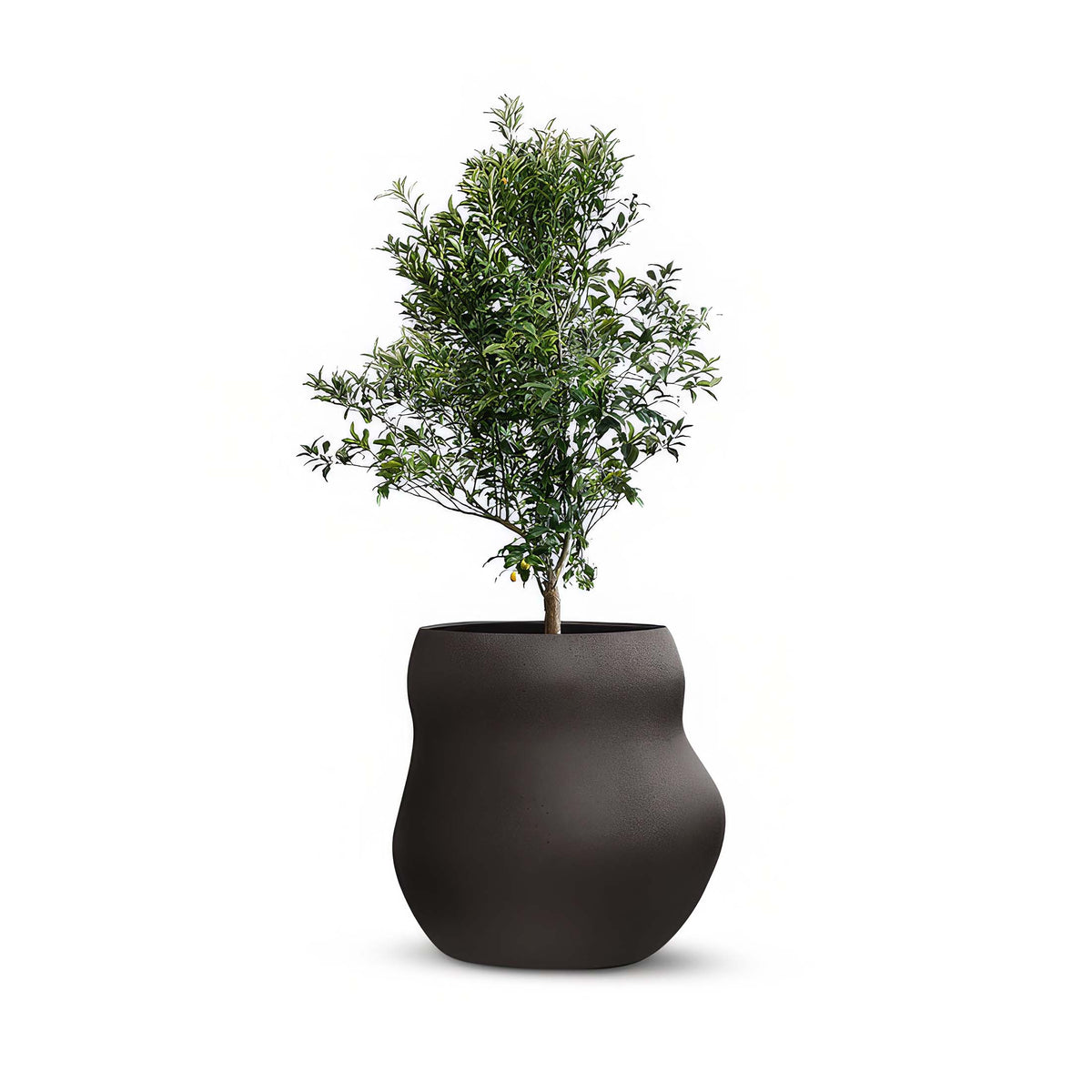 Indigenus Pebble by Glenn Pushelberg & George Yabu. A lush green plant grows in a curved black textured pot.