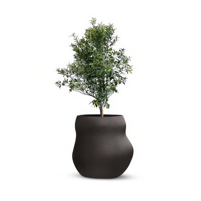 Indigenus Pebble by Glenn Pushelberg & George Yabu. A lush green plant grows in a curved black textured pot.