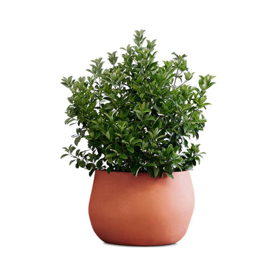 Indigenus Pebble by Glenn Pushelberg & George Yabu. A lush green shrub grows in a rounded terracotta pot.