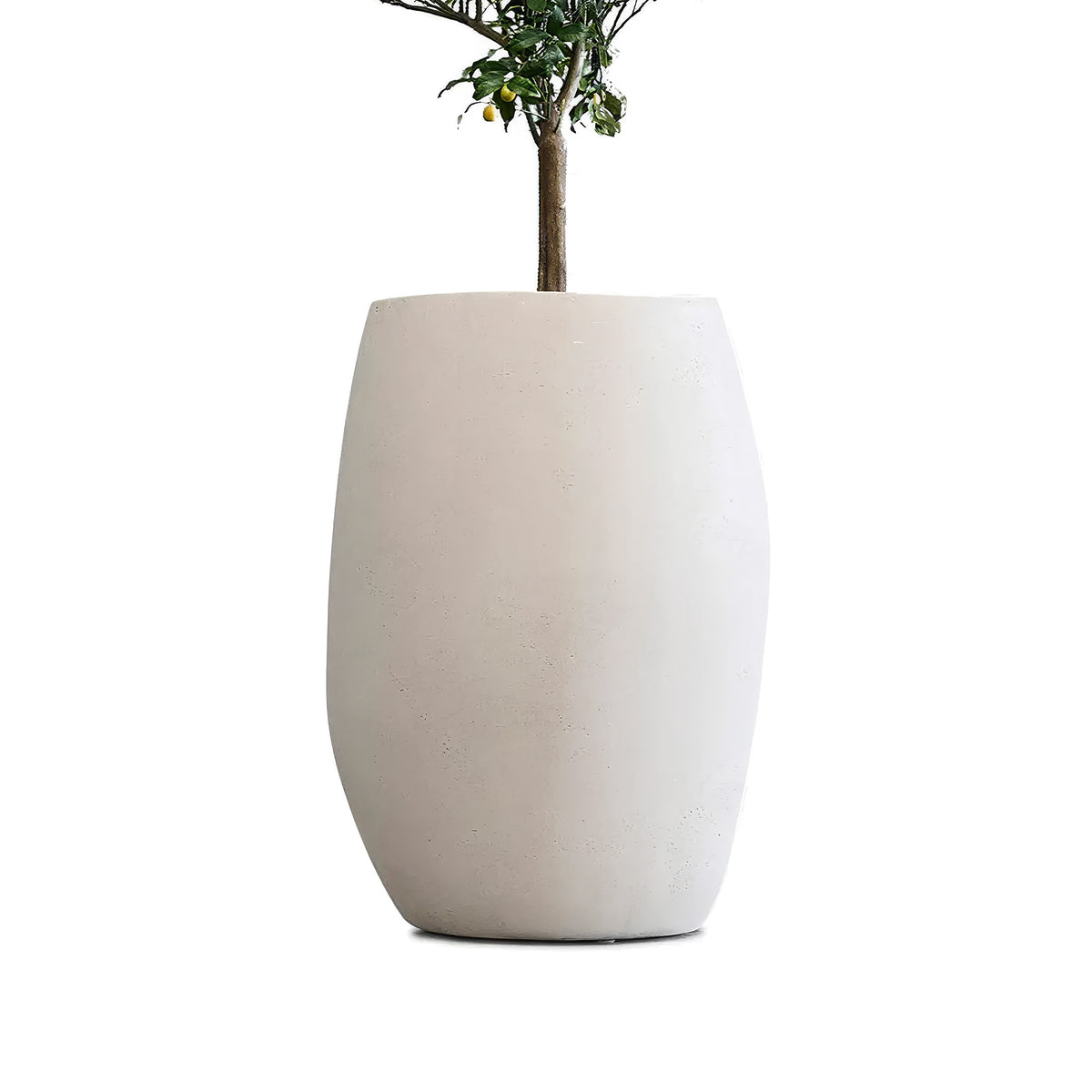 Indigenus Pebble by Glenn Pushelberg & George Yabu. A small tree grows in a smooth white concrete planter.