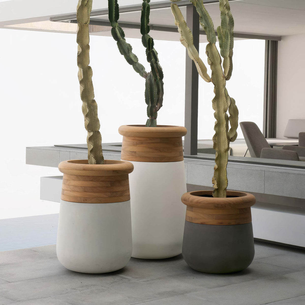 Indigenus Soma by Laurie Wiid van Heerden. Three ceramic pots with wooden rims hold cascading green cacti indoors.