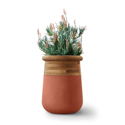 Indigenus Soma by Laurie Wiid van Heerden. A terracotta pot with wooden rim holds flowering plants with orange blooms.
