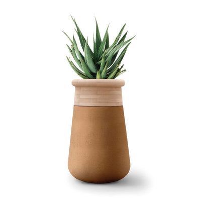Indigenus Soma by Laurie Wiid van Heerden. A green succulent plant sits in a two-tone pot with wood and tan leather.