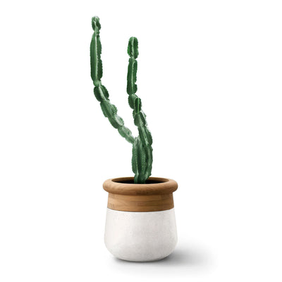 Indigenus Soma by Laurie Wiid van Heerden. A columnar green cactus with two upright stems sits in a two-tone pot.