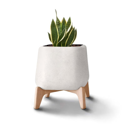 Indigenus Terra by Laurie Wiid van Heerden. A striped succulent sits in a white textured pot with wooden legs.