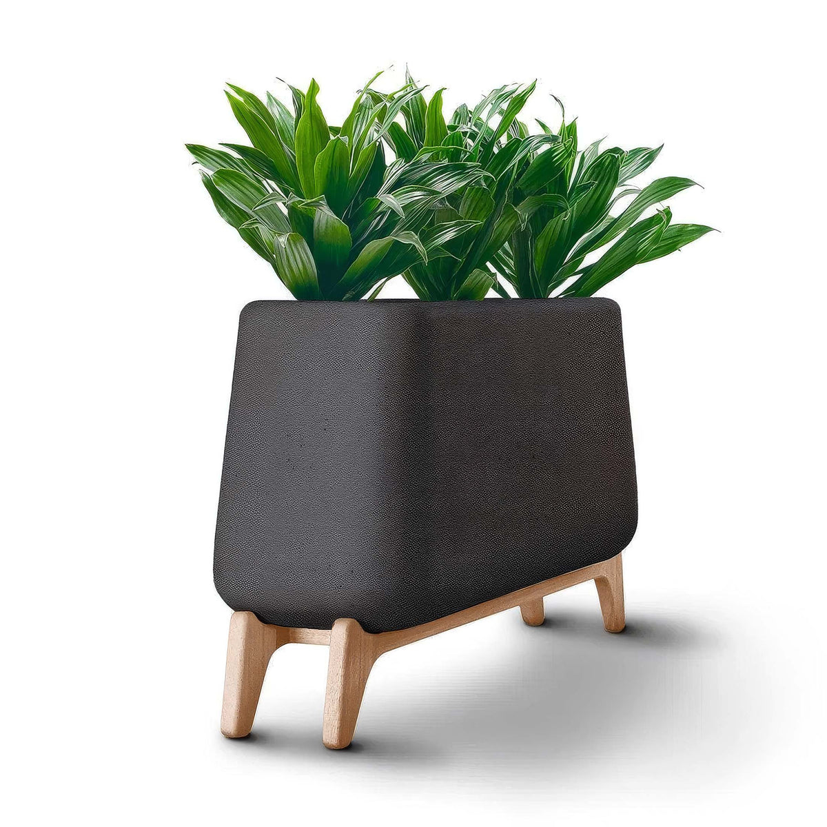 Indigenus Terra by Laurie Wiid van Heerden. A dark textured pot with wooden legs holds vibrant green striped foliage.