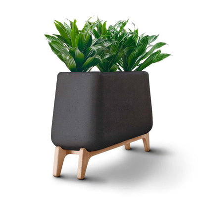 Indigenus Terra by Laurie Wiid van Heerden. A dark textured pot with wooden legs holds vibrant green striped foliage.
