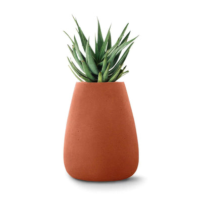Indigenus Tuber by Haldane Martin. A vibrant green succulent with pointed leaves sits in a terracotta pot.