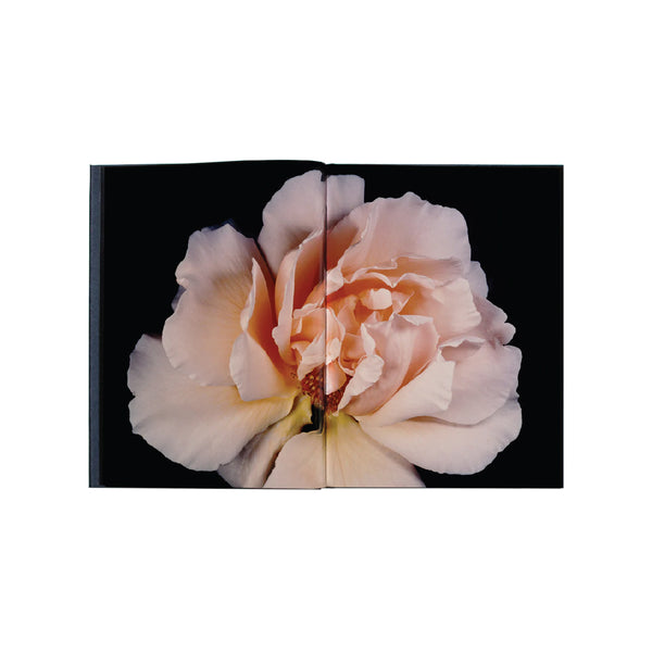 VISIONAIRE 40 DAVID SIMS / ROSES サイン本 VISIONAIRE 40 DAVID SIMS / ROSES サイン本 VISIONAIRE 40