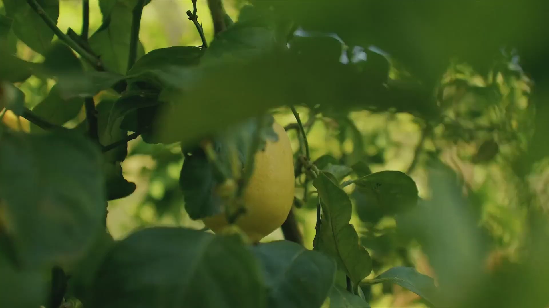 Load video: Exteta - The Vision of Excellence
